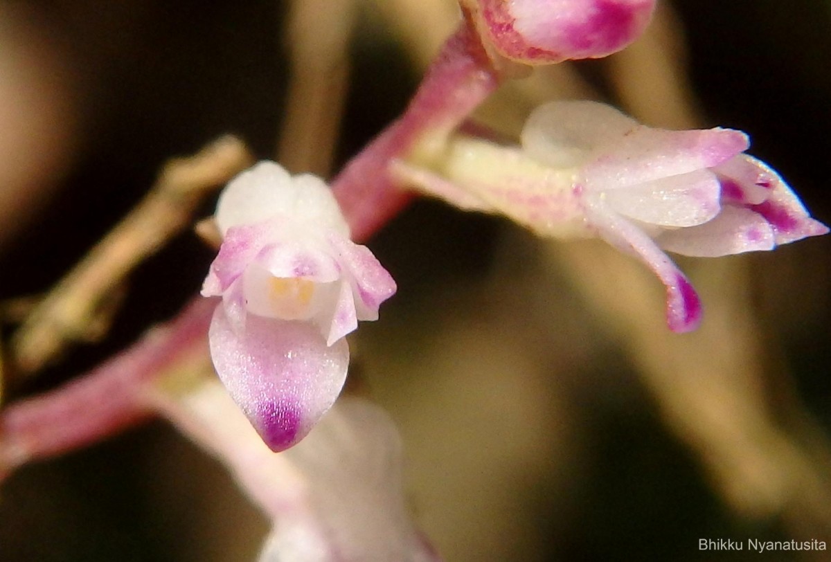 Podochilus malabaricus Wight